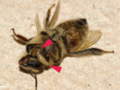 Larwa Apocephalus borealis opuszczająca ciało pszczoły między odwłokiem a głową. Autorzy: Core A., Runckel C., Ivers J., Quock C., Siapno T., et al. (2012). A new threat to honey bees, the parasitic phorid fly "Apocephalus borealis". PLoS ONE 7 (1). DOI:10.1371/journal.pone.0029639. Retrieved on 04 January 2012, źródło: http://commons.wikimedia.org, dostęp: 04.11.14.